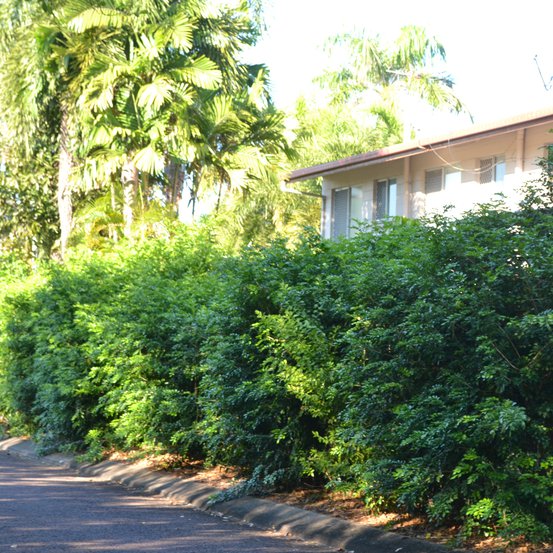 Image of Murraya