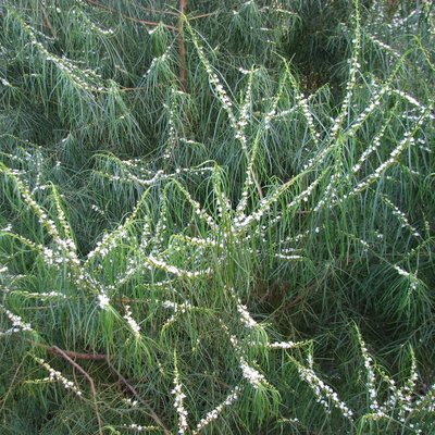 Image of Weeping Boobialla