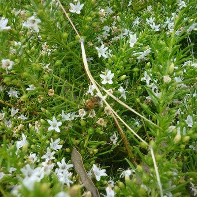 Image of Creeping Boobialla