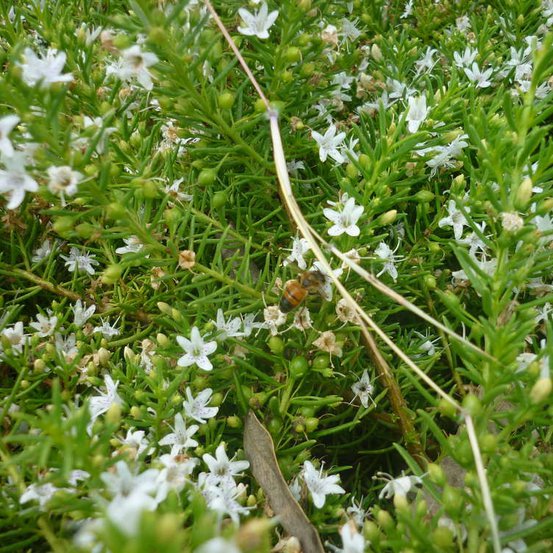 Image of Creeping Boobialla