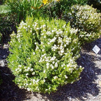 Image of Common Myrtle