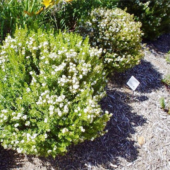 Image of Common Myrtle