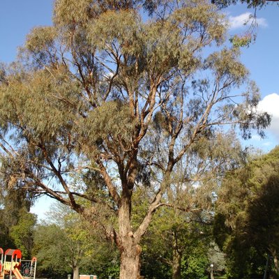 Image of Narrow-leaved Peppermint Gum