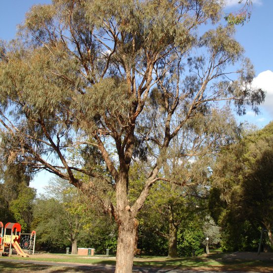 Image of Narrow-leaved Peppermint Gum