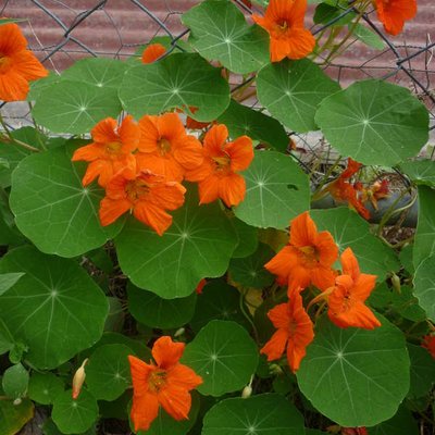 Image of Nasturtium
