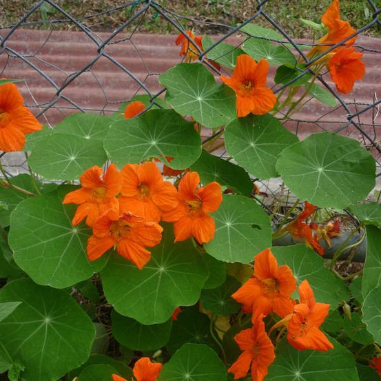 Image of Nasturtium