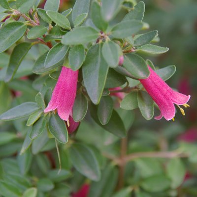 Image of Native Fuchsia