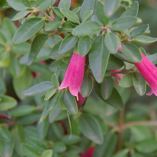 Image of Native Fuchsia