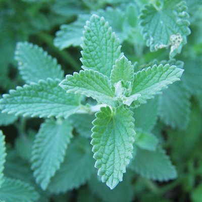 Image of Catmint