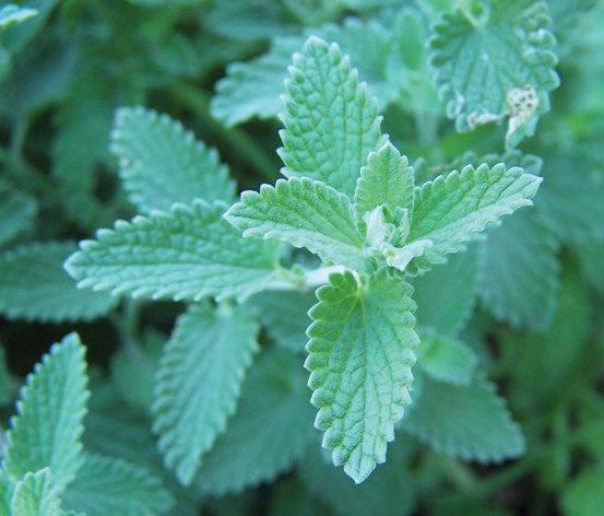 Image of Catmint
