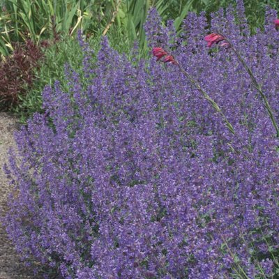 Image of Catmint