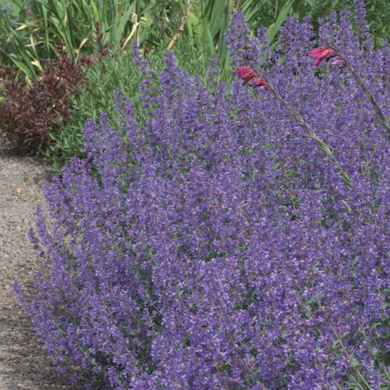 Image of Catmint