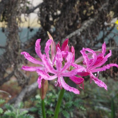 Image of Guernsey Lilly