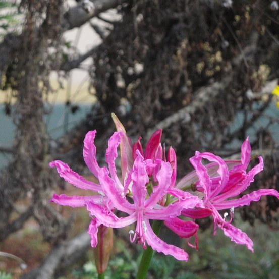 Image of Guernsey Lilly