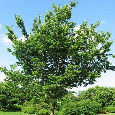 Image of Nettle Tree