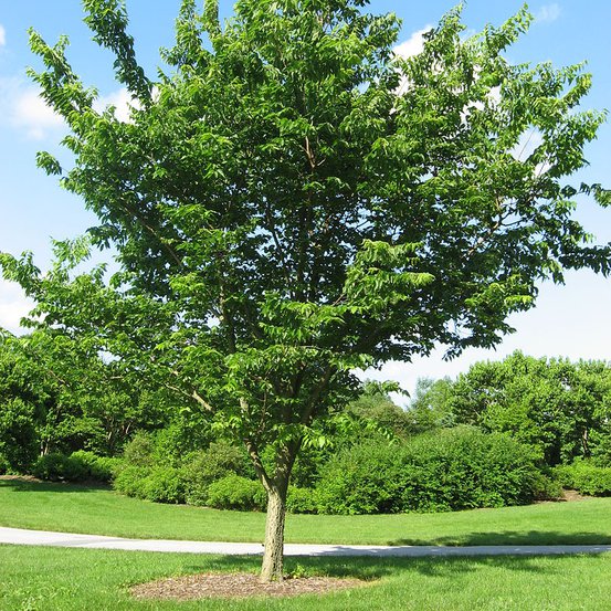 Image of Nettle Tree