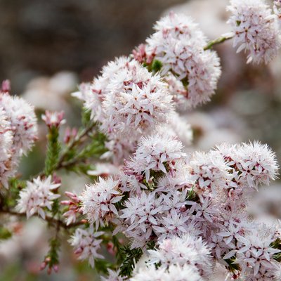 Image of Common Fringe Myrtle