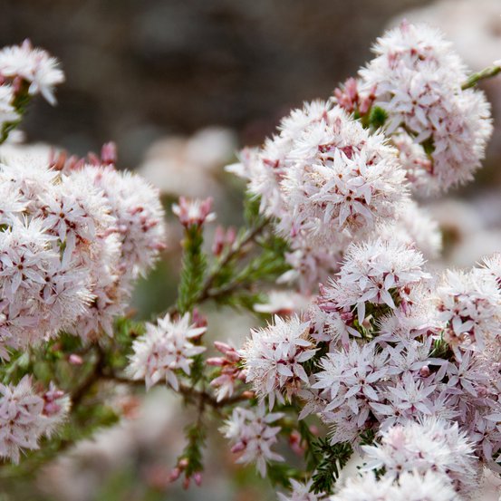 Image of Common Fringe Myrtle