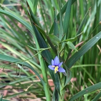Image of Nodding Blue Lily 