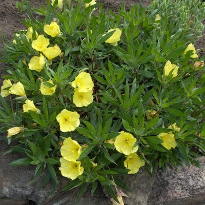 Image of Prostrate evening primrose