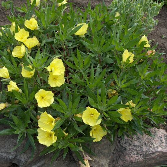 Image of Prostrate evening primrose