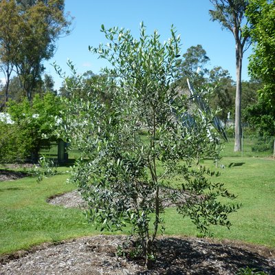 Image of European Olive