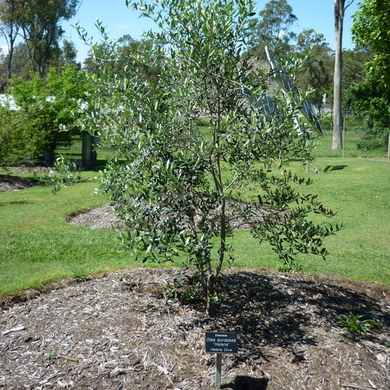 Image of European Olive
