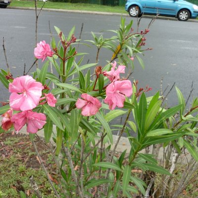 Image of Oleander