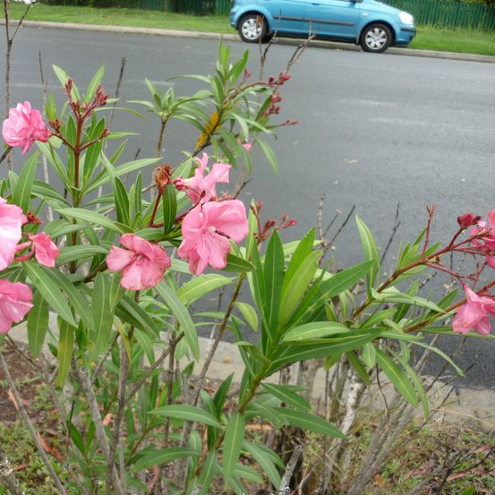Image of Oleander