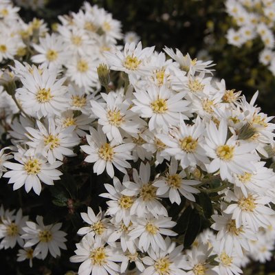 Image of Dust Daisy Bush