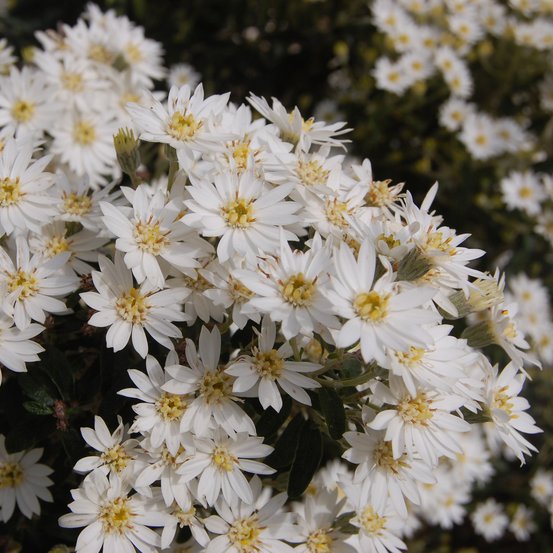 Image of Dust Daisy Bush