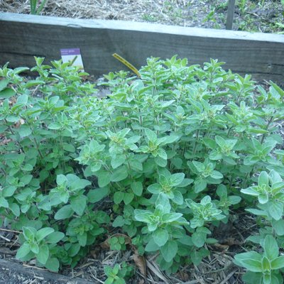 Image of Oregano