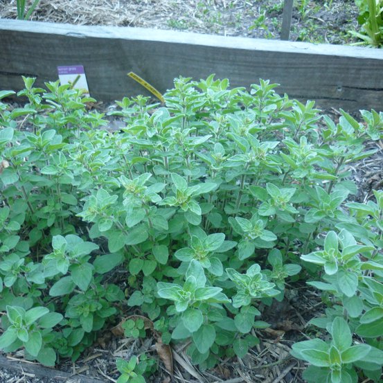 Image of Oregano