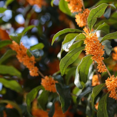 Image of Sweet Olive