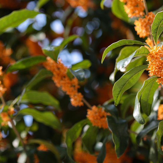 Image of Sweet Olive
