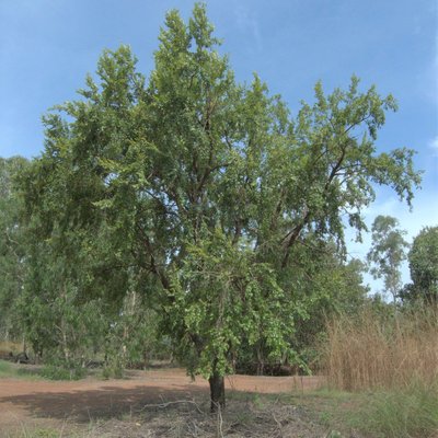 Image of Quinine Tree