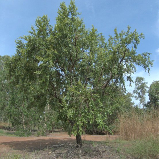 Image of Quinine Tree