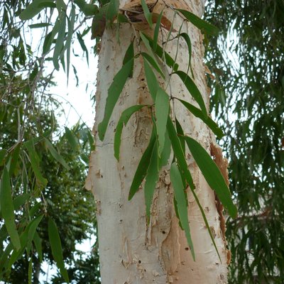 Image of Weeping Paperbark