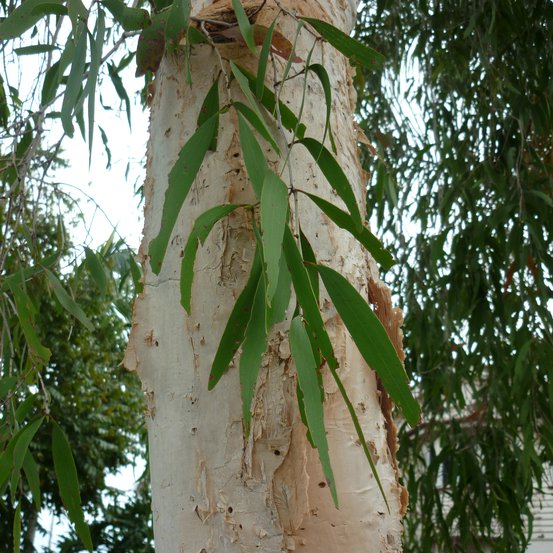 Image of Weeping Paperbark