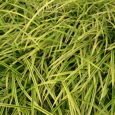 Image of Pandanus pygmaeus