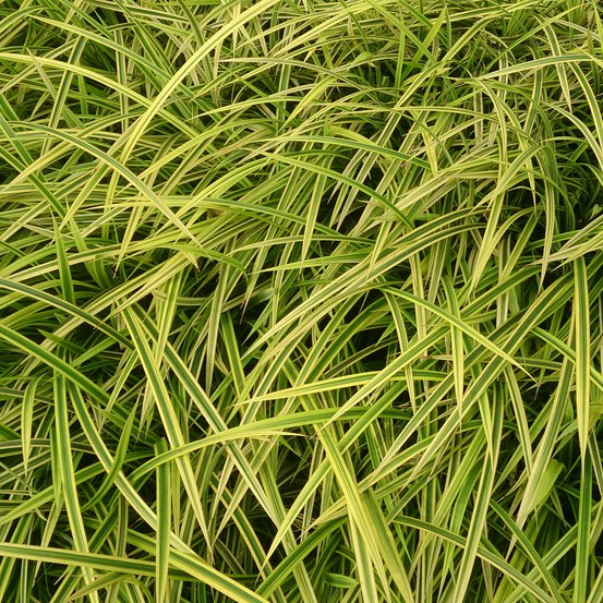 Image of Pandanus pygmaeus