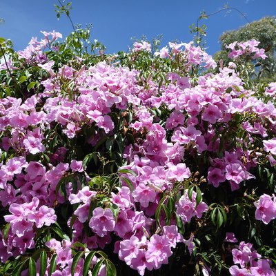 Image of Bower of Beauty
