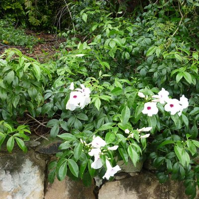 Image of Wonga Wonga Vine