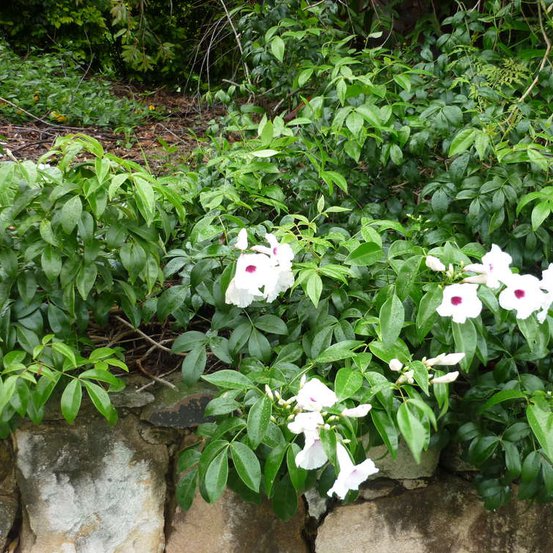 Image of Wonga Wonga Vine