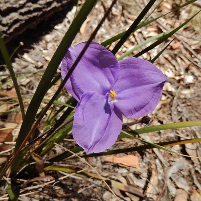 Image of Short Flag Iris