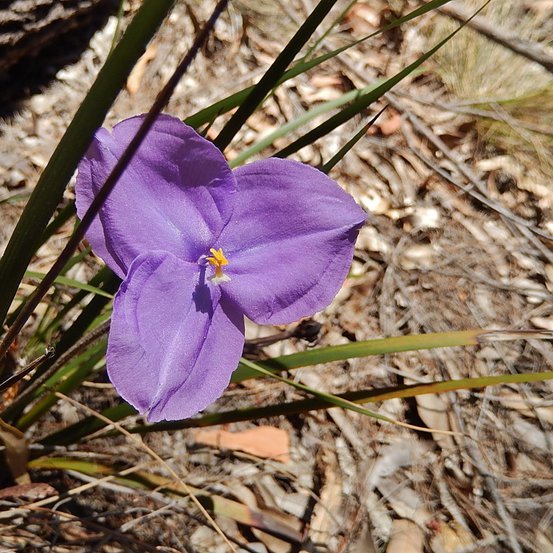 Image of Short Flag Iris