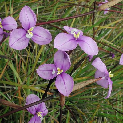 Image of Long Purple Flag