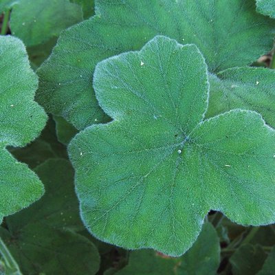 Image of Pine Pelargonium
