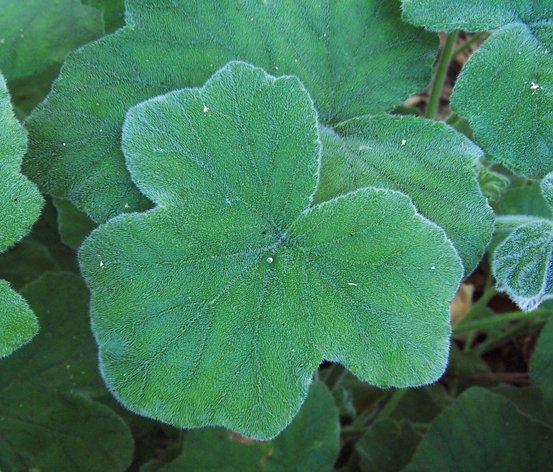 Image of Pine Pelargonium