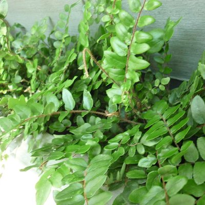 Image of Sickle leaf fern